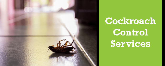 Cockroach Control Services in Ellenbrook