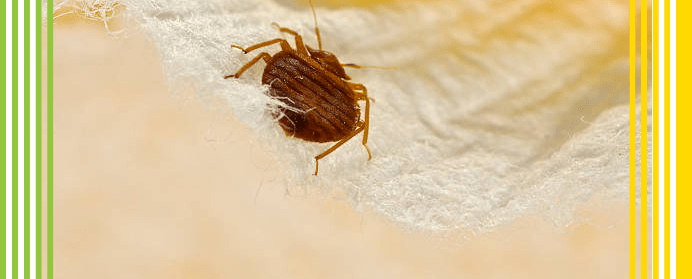Same-day Bed Bug Treatment